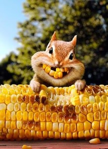 CORNYSQUIRREL