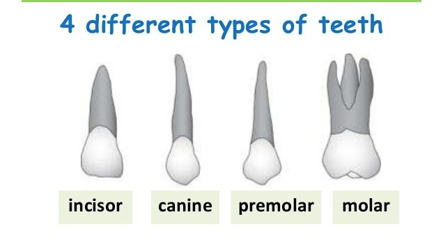 4 major types of teeth