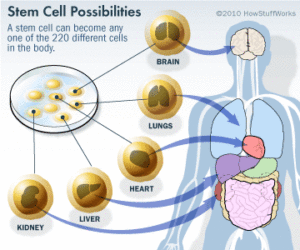 stem-cell-possibilities